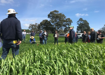 The BIGG/Coopers Farm Supplies Spring Pasture walk, observing how different varieties respond to our local environment.