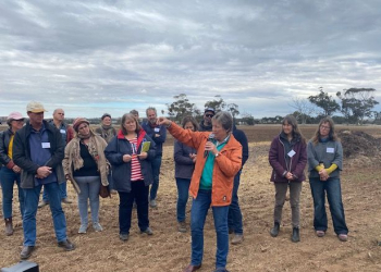 Soil Health and Grazing Workshop, June 2021- Dr Christine Jones demonstrating the liquid carbon pathway with roots in a sown annual pasture