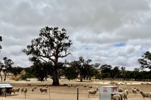 The Value of Supplementing Minerals to Ewes in Containment